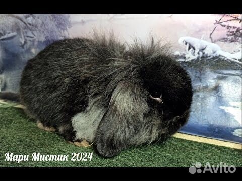 Кролики минилоп карликовые ручные видео объявление продам