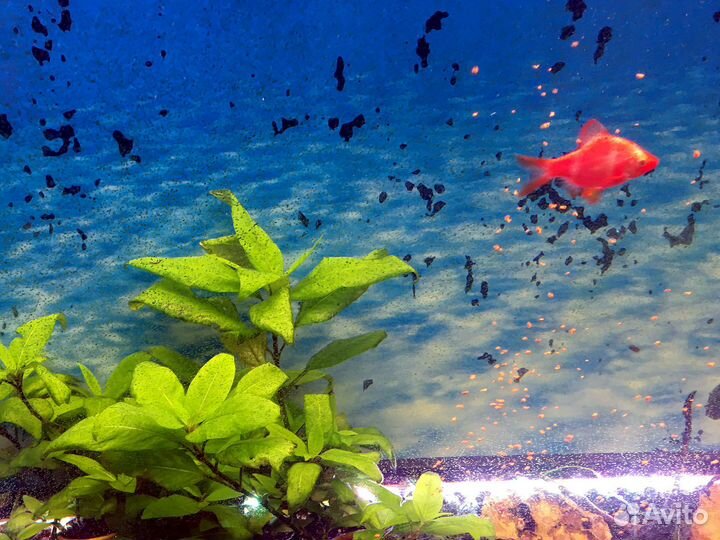 Аквариумные рыбки. Сом присоска, барбусы