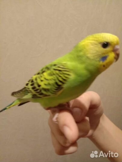 Ручной волнистый попугай