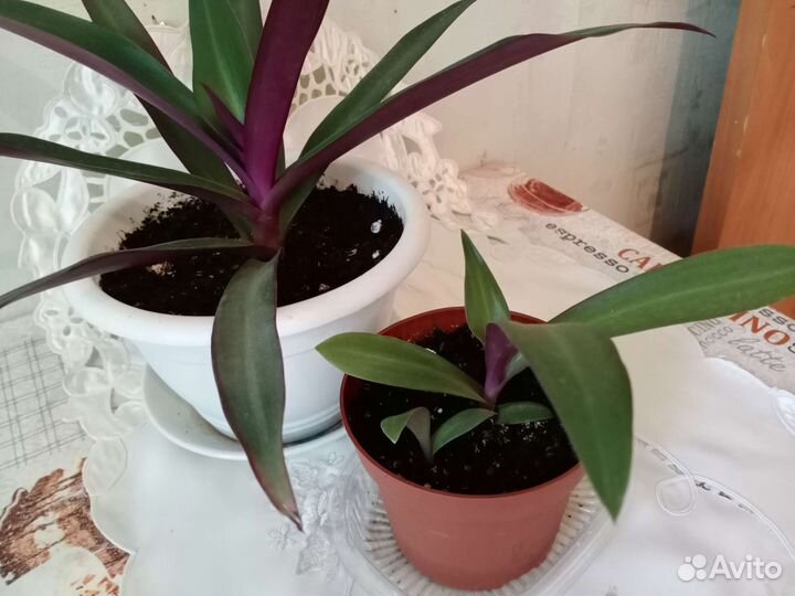 Традесканция Рео