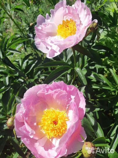 Пион Пинк Принцесс