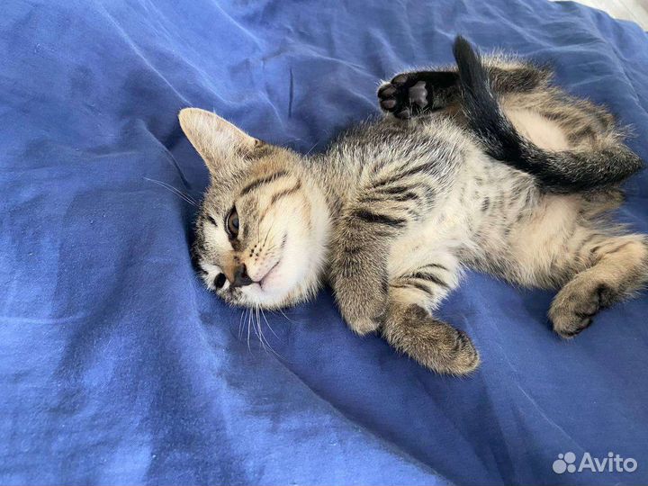 Сладенький комочек счастья