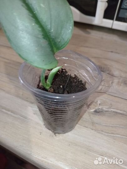 Сциндапсус мунлайт