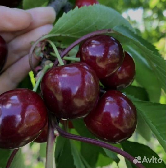 Черешня саженцы