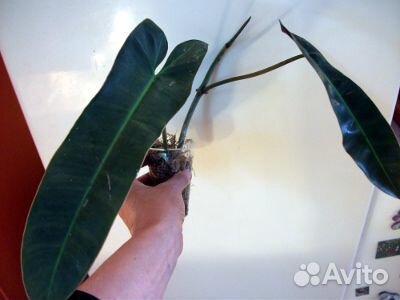 Филодендроны,монстеры, сингониумы