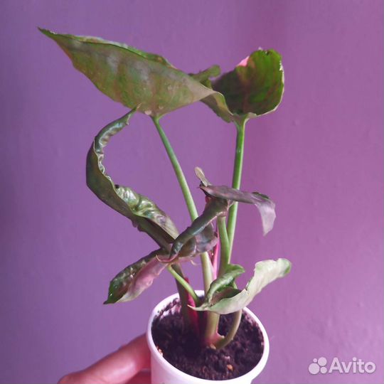 Сингониум клубничный лед