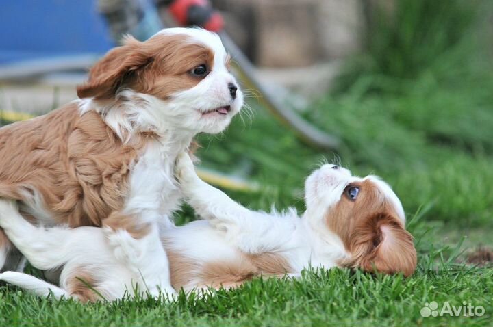 В Москве мини Кавалер Кинг Чарльз