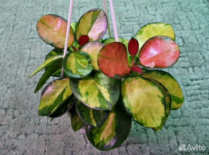 Хойя аустралис лиза