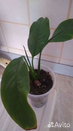 Комнатные растения