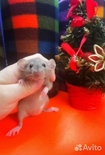 Ручные крысята дамбо. Крыса. Клетки