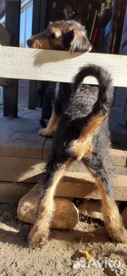 Щенки эрдельтерьера