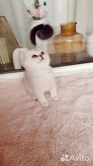 Шотландская золотая шиншилла