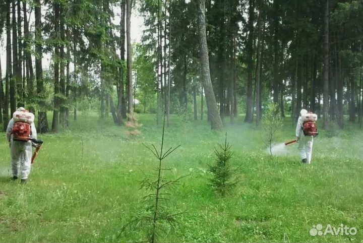 Уничтожение клопов тараканов грибка плесени