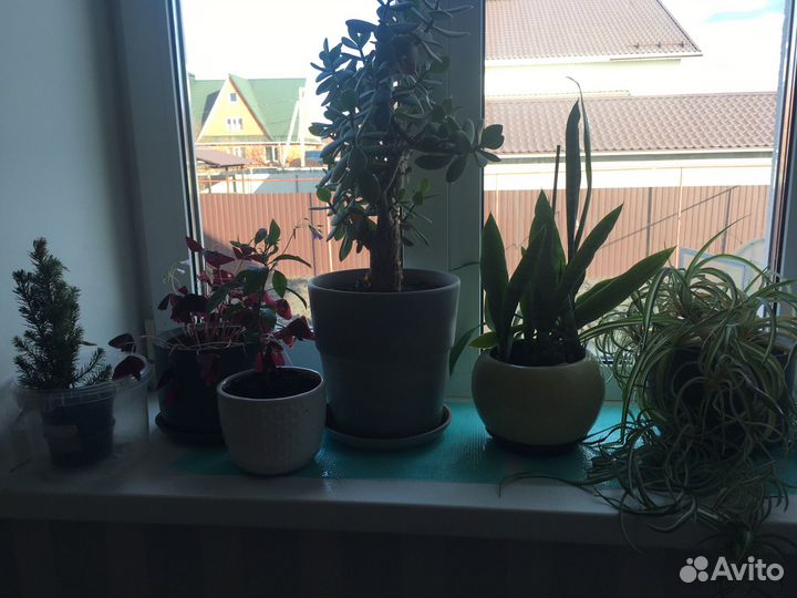 Комнатные цветы разные