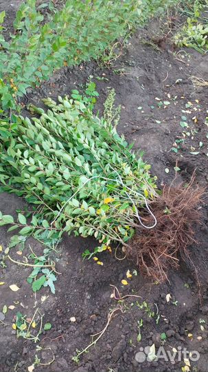 Кизильник,живая изгородь