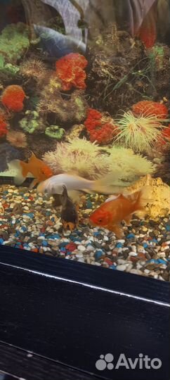 Аквариум на 150 литров