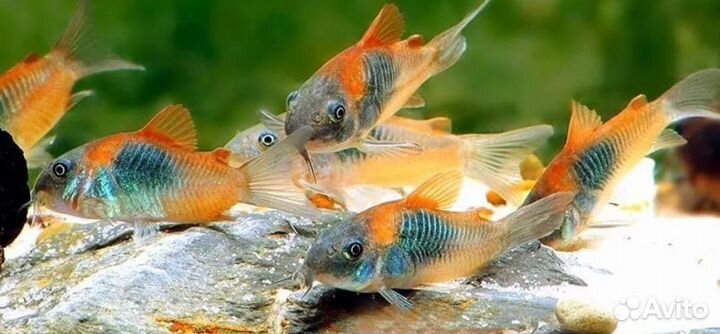 Рыбки аквариумные