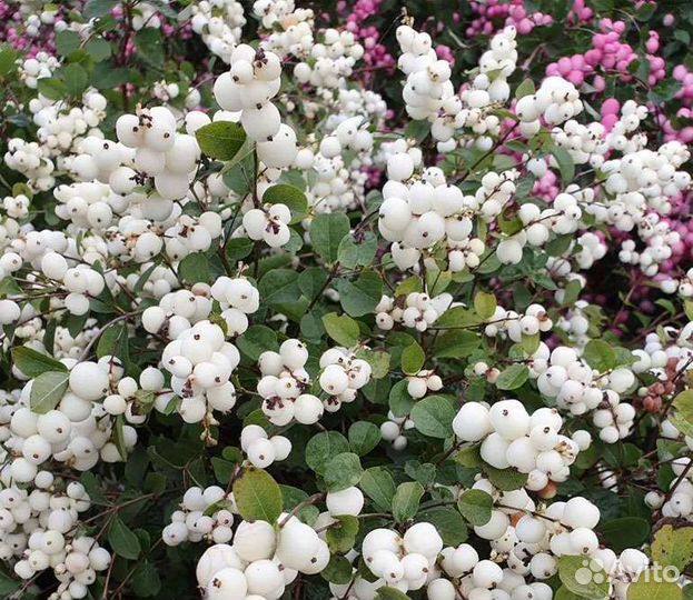 Саженцы декоративных культур