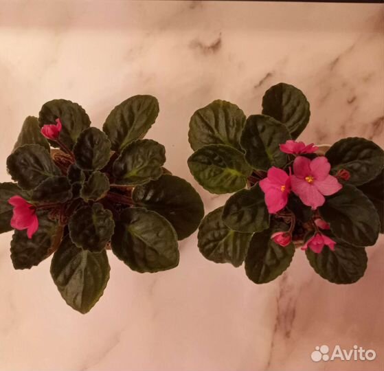 Фиалка взрослая