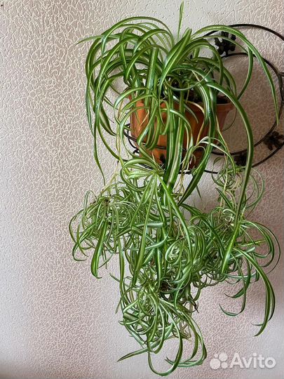 Хлорофитум кудрявый