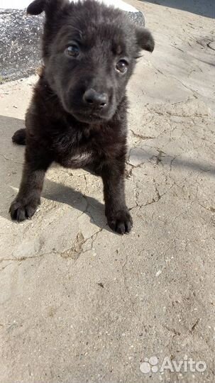 Щенок 1 месяц овчарка