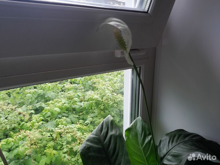 Цветы домашние,спатифилиум и много других