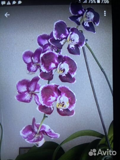 Семена орхидеи фаленопсис