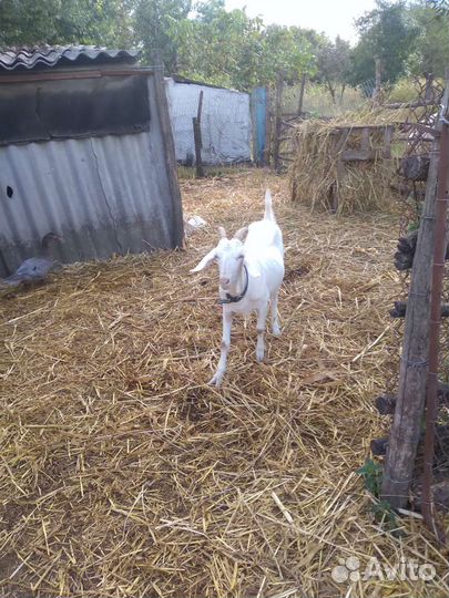 Коза котная, козел,козочка