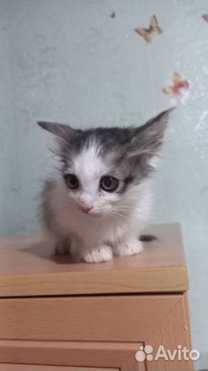 Кошка в дар бесплатно