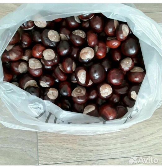Каштаны для поделок+гербарий