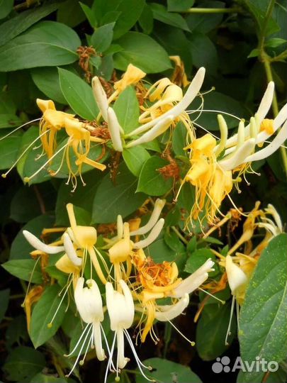 Жимолость, каприфоль