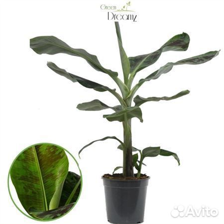 Банан Dwarf Cavendish