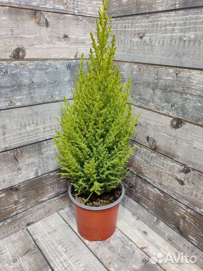 Кипарисовик Вилма