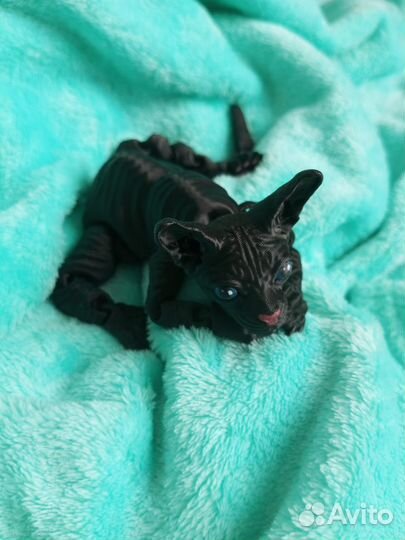3D Котёнок сфинкс - Буся