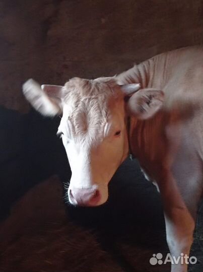 Продам телку