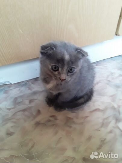 Шотландская вислоухая кошка в добрые руки