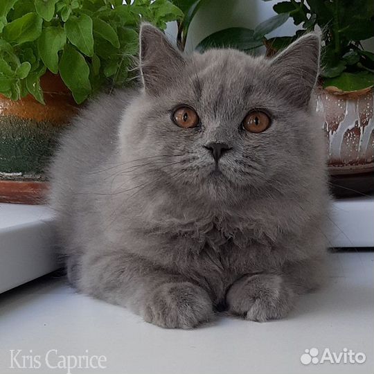 Британские котята