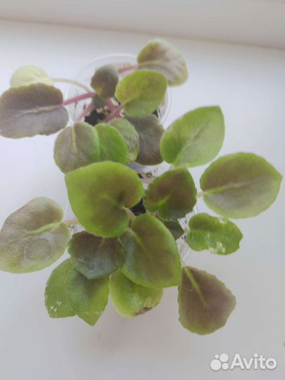 Сортовые фиалки