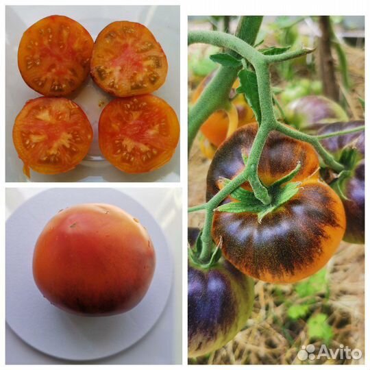 Семена томатов