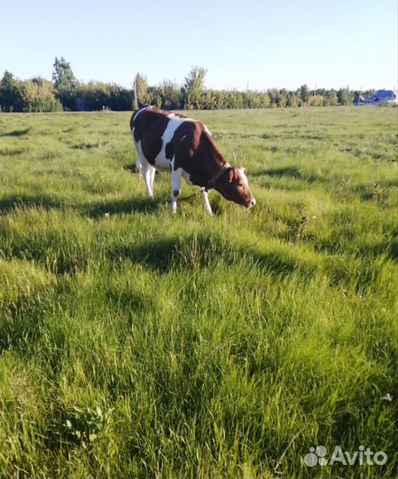 Молодая тёлка