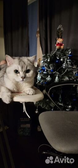Отдам кота в добрые руки