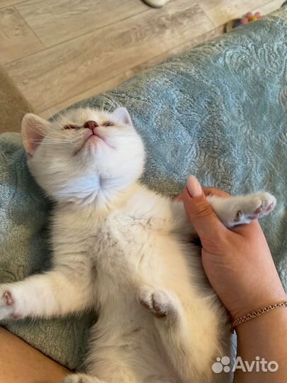 Шотландские котята