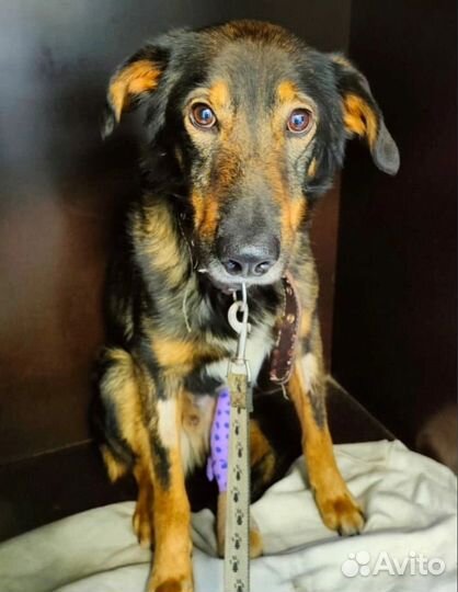 Собака в добрые руки