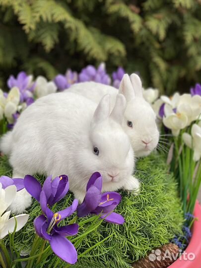 Гермелины чистопородные