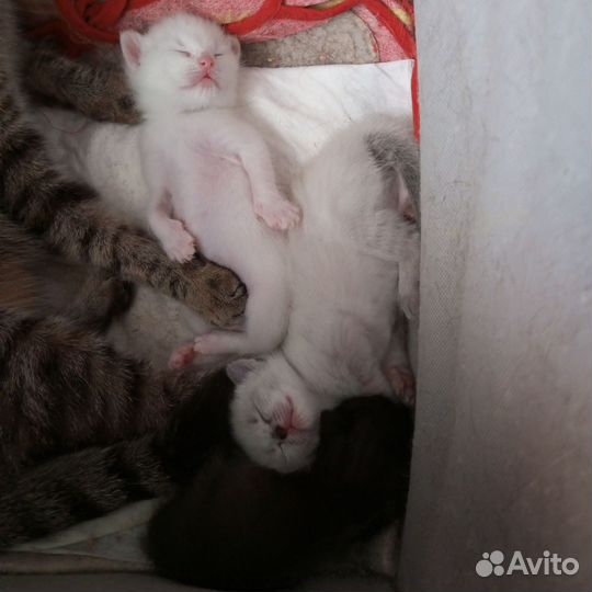 Котята в добрые руки