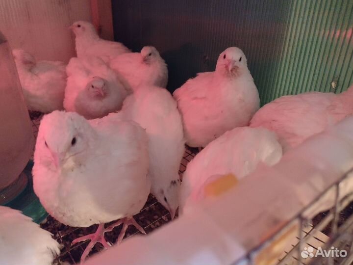 Инкубационные перепелиные яйца