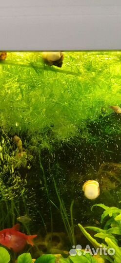 Аквариумное растение рогалистник
