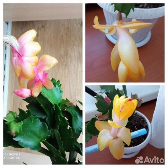 Семена сортовых шлюмбергер