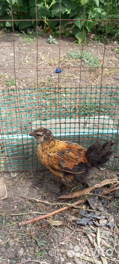 Подрощеные цыплята лакеданз