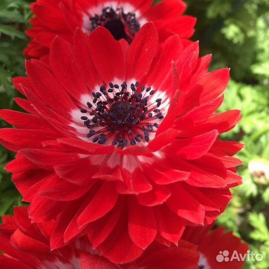 Анемона Говернор